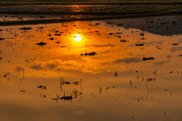 sunset in rice field , Northern of thailand