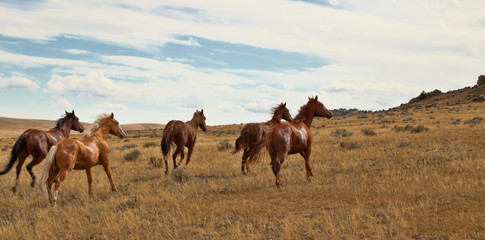 herd of horses