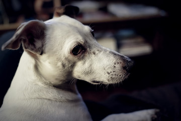Jack Russell terrier Dog
