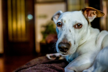 Jack Russell terrier Dog