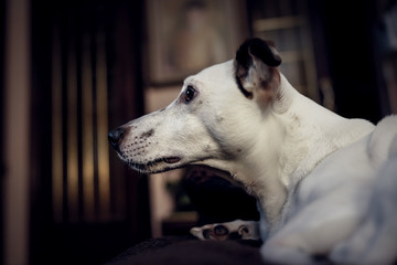 Jack Russell terrier Dog