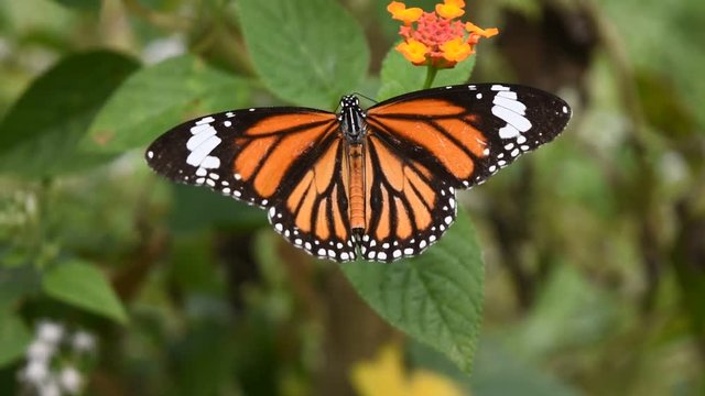 Common Tiger (Danaus genutia)   butterfly seeking nectar on Ziziphus oenoplia blossom with natural green background, Orange  with white and black color pattern on wing of  Monarch butterfly 