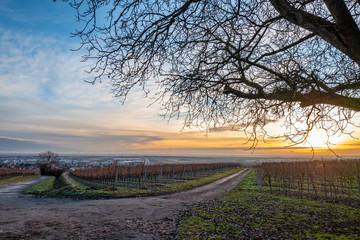 Fototapeta premium walnut tree in winter at sunrise