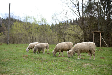 Obraz na płótnie Canvas sheep in a meadow in the mountains