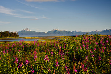 Fireweed with Snow-capped Mountains, near Homer, Alaska
