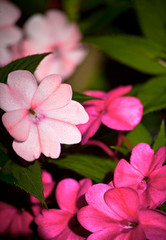 pink hibiscus flower
