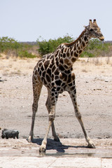 2018-10 Namibia