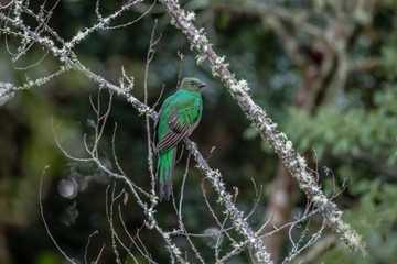 Resplendent Quetzal, Pharomachrus mocinno, from Savegre in Costa Rica with blurred green forest in background. Magnificent sacred green and red bird