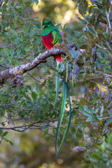 Resplendent Quetzal, Pharomachrus mocinno, from Savegre in Costa Rica with blurred green forest in background. Magnificent sacred green and red bird
