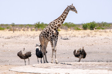 2018-10 Namibia