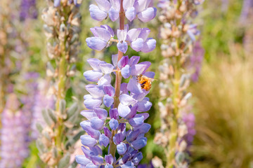 Obraz premium Biene auf Lupine