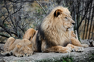 Lion and lion cub. Latin name - Panthera leo