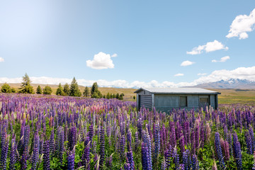 Obraz premium Haus im Lupinenfeld vor Alpenkulisse