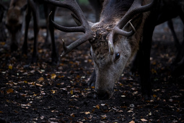 Portrait of a deer