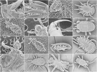 Insect electron microscope photos. Parasitic insects – ticks, fleas and lice