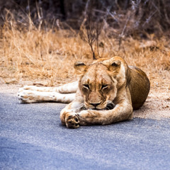 Fototapeta na wymiar Lion, (Panthera leo), Kruger National Park, Mpumalanga, South Africa, Africa