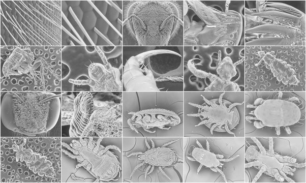 Insect electron microscope photos. Parasitic ticks, flea, lice, wasps and bees