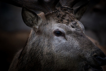 Fototapeta premium Portrait of a deer