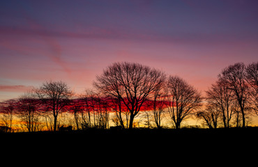 Fototapeta premium Morninglight with trees