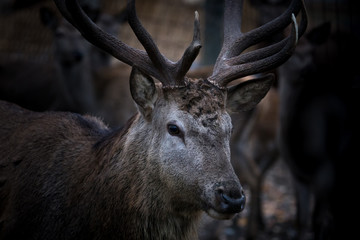 Portrait of a deer