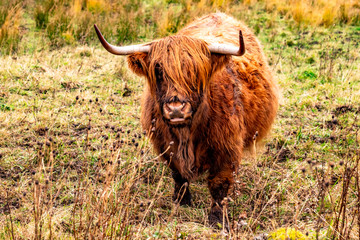 Highland cattle - Bo Ghaidhealach -Heilan coo - a Scottish cattle breed with characteristic long horns and long wavy coats on the Isle of Skye in the rain , Highlands of Scotland