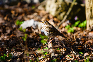 Small forest bird sitting on twig macro