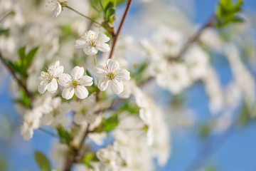 White cherry flowers