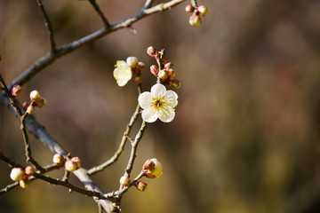 岡山後楽園の小梅