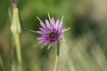 Purple flower with a green, shallow depth of field, blurry background.