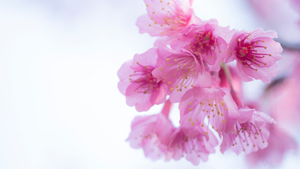 Soft focus Cherry Blossom or Sakura flower on nature background