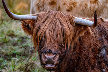 Highland cattle - Bo Ghaidhealach -Heilan coo - a Scottish cattle breed with characteristic long...