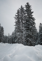 The magical snowy pine forest in the mountains near Lake Amut of the Khabarovsk Territory. Russia. Beautiful winter background
