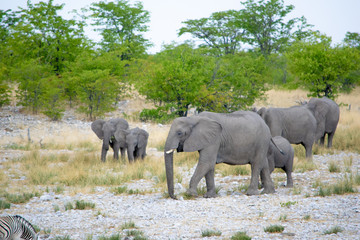 Fototapeta premium 2018-10 Namibia