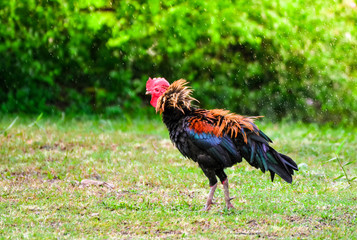 bantam chicken rooster splash the water from its feather after raining