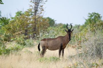 2018-10 Namibia