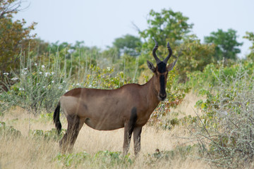 2018-10 Namibia