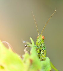Grasshopper on leaf / Green grasshopper on plant and sunlight in the field Meadow and green nature