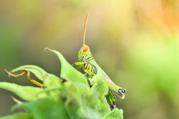 Grasshopper on leaf / Green grasshopper on plant and sunlight in the field Meadow and green nature