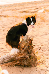 black and white dog Border collie at the beach on tree