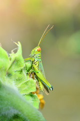 Grasshopper on leaf / Green grasshopper on plant and sunlight in the field Meadow and green nature