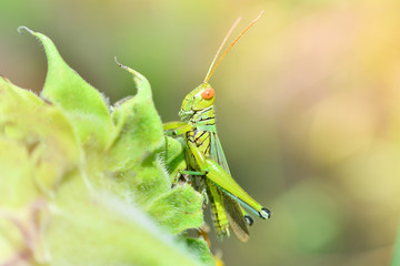 Grasshopper on leaf / Green grasshopper on plant and sunlight in the field Meadow and green nature