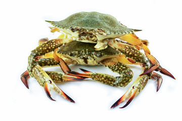 raw crab meat seafood fresh crab ready for cook seafood isolated / BLUE SWIMMING CRAB