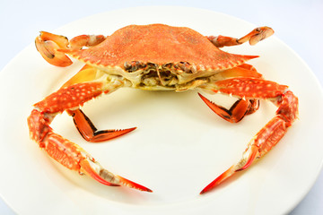 steam crab isolated on white background / cooked crab steamed seafood