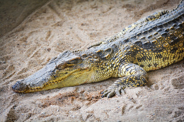 Crocodile lying on Sand / Large freshwater crocodile in farm
