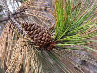Naklejka na ściany i meble Pine cone on the tree branches, close-up