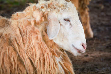 close up Sheep lying on floor / Long Wool sheep in farm