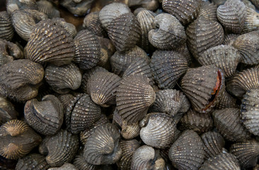 fresh cockle in the market. brown cockles abstract background.seafood on ice. Tegillarca granosa, scallop, raw sea cockles for sale at seafood market use for cook steamed, blanched cockle