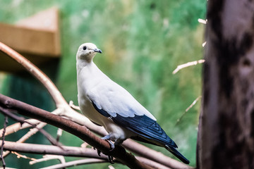Pigeon carcophage blanc