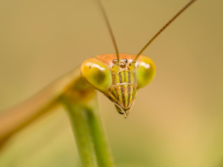 Macro Close Up Shot of Praying Mantis or Mantis Religiosa. Bali, Indonesia.