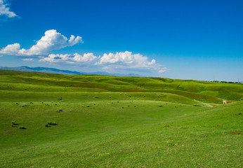 Fototapeta premium green field and blue sky